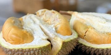 Candimulyo, Surganya Durian dari Magelang Terminal Mojok