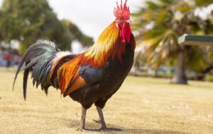 4 Alasan Tok Dalang Harus Segera Mengganti Rembo, si Ayam Problematik