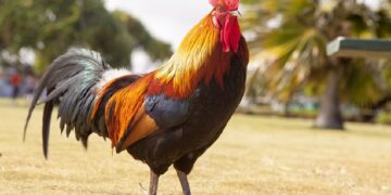 4 Alasan Tok Dalang Harus Segera Mengganti Rembo, si Ayam Problematik