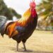 4 Alasan Tok Dalang Harus Segera Mengganti Rembo, si Ayam Problematik