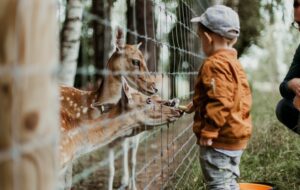 Solo Safari Zoo, Alat Pencitraan Brilian dari Gibran Rakabuming