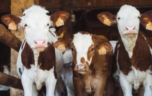 Enaknya Beternak Sapi, Minum Susu Murni Tiap Hari Sampai Biogas Pengganti Elpiji