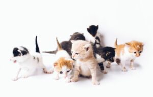 Menggugat Kebiasaan Salah Kaprah: Membuang Kitten Betina, Lalu Pelihara yang Jantan biar Kucing Nggak Tambah Banyak