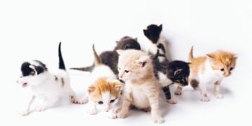 Menggugat Kebiasaan Salah Kaprah: Membuang Kitten Betina, Lalu Pelihara yang Jantan biar Kucing Nggak Tambah Banyak