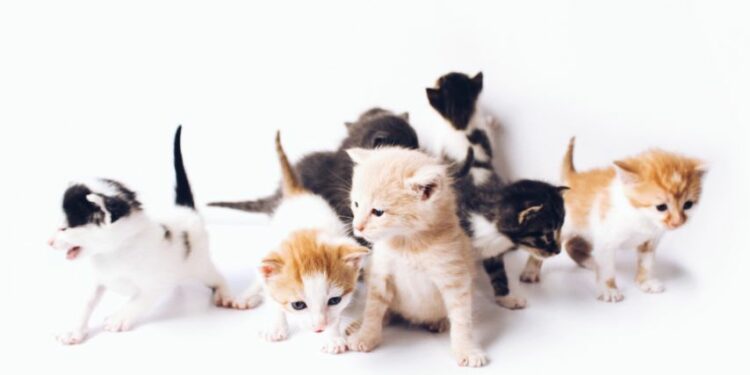 Menggugat Kebiasaan Salah Kaprah: Membuang Kitten Betina, Lalu Pelihara yang Jantan biar Kucing Nggak Tambah Banyak