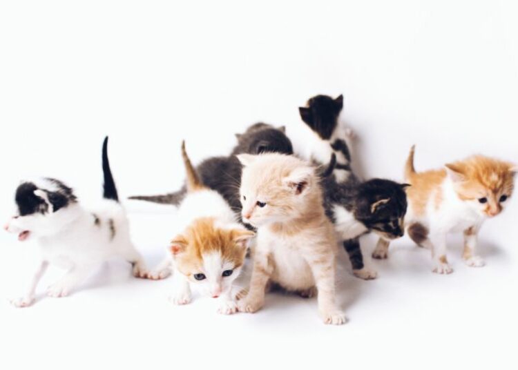 Menggugat Kebiasaan Salah Kaprah: Membuang Kitten Betina, Lalu Pelihara yang Jantan biar Kucing Nggak Tambah Banyak