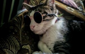 10 Ciri Kucing Pembawa Rezeki