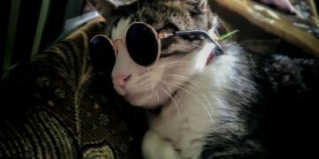 10 Ciri Kucing Pembawa Rezeki