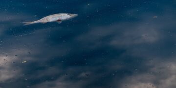 Nestapa Warga Pulau Obi, Korban Ambisi Jokowi