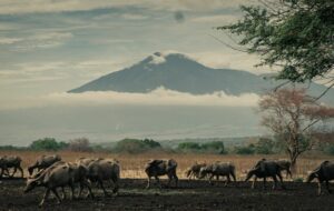 Wisata Banyuwangi Siap Melesat Seperti Bali, Meninggalkan Jember