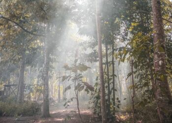 5 Derita Memiliki Rumah di Daerah Perkebunan