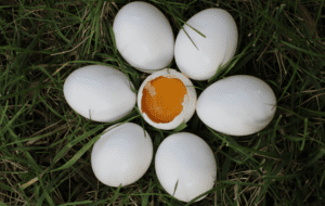 Harga Telur Hari Ini dan 5 Kebohongan yang Dilakukan Penjualnya