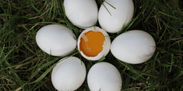 Harga Telur Hari Ini dan 5 Kebohongan yang Dilakukan Penjualnya (Unsplash)