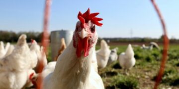 Keluh Kesah Anak Pedagang Ayam Potong