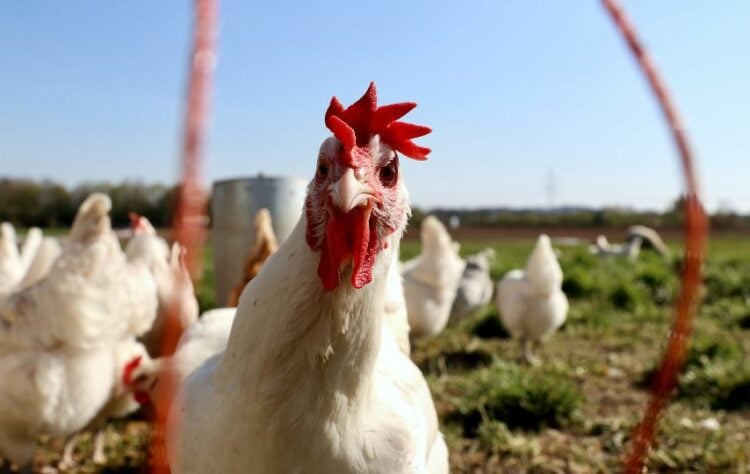 Keluh Kesah Anak Pedagang Ayam Potong
