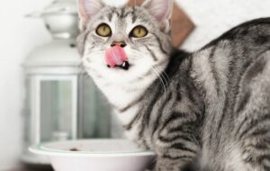 Jualan Makanan Kucing, Ide Bisnis yang Sangat Menjanjikan