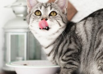 Jualan Makanan Kucing, Ide Bisnis yang Sangat Menjanjikan kos