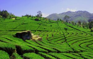 Merasakan Kehidupan di Nganjuk, Kabupaten yang Biasa Aja Namun Tetap Nyaman Ditinggali