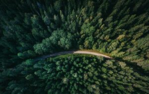 Sudah Saatnya Membangun Jalan Tol Hutan dari Situbondo Sampai Jember