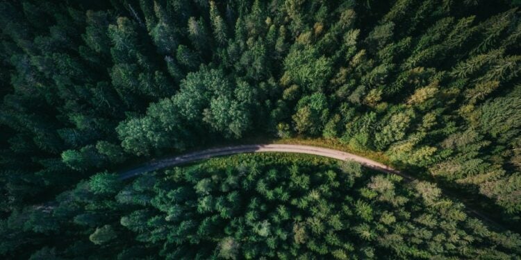 Sudah Saatnya Membangun Jalan Tol Hutan dari Situbondo Sampai Jember (Unsplash)