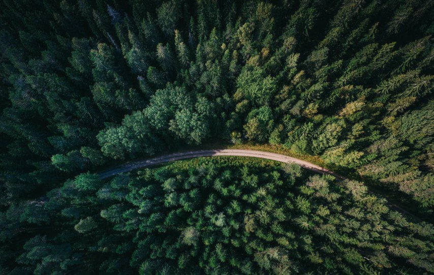 Sudah Saatnya Membangun Jalan Tol Hutan dari Situbondo Sampai Jember (Unsplash)