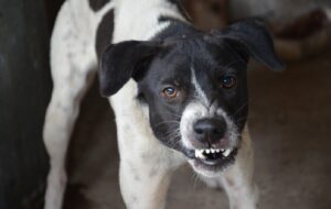 Jangan Remehkan Gigitan Anjing Rabies, Telat Sebentar Saja, Nyawa Taruhannya!