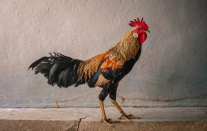 Ayam Jago dan Keseruan Menikah dengan Orang Magelang