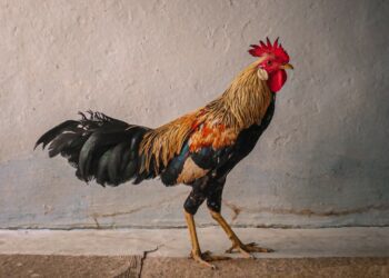 Ayam dan Keseruan Menikah dengan Orang Magelang (Unsplash)