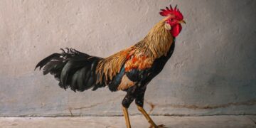 Ayam dan Keseruan Menikah dengan Orang Magelang (Unsplash)