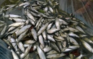 Belajar dari Bondowoso: Tidak Punya Laut, tapi Menjadi Pusat Ikan Pindang Jawa Timur