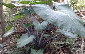 Lehedalo Nifange: Rendang Daun Talas dari Nias, Cocok untuk Vegetarian