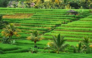 Study Tour Pondok Pesantren yang Terhambat Gegara Kesalip Pak Jokowi