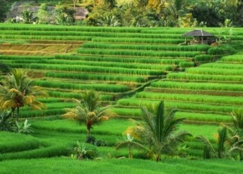 Study Tour Pondok Pesantren yang Terhambat Gegara Kesalip Pak Jokowi (Unsplash)