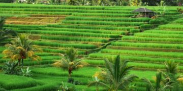 Study Tour Pondok Pesantren yang Terhambat Gegara Kesalip Pak Jokowi (Unsplash)