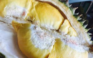 4 Kampung Durian Runtuh yang Ada di Jember