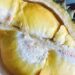 4 Kampung Durian Runtuh yang Ada di Jember