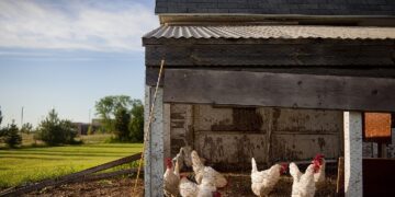 Bagaimana Mau Mengatasi Stunting Jika Harga Ayam Potong Terus Naik?