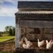 Bagaimana Mau Mengatasi Stunting Jika Harga Ayam Potong Terus Naik?