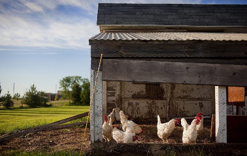 Bagaimana Mau Mengatasi Stunting Jika Harga Ayam Potong Terus Naik?