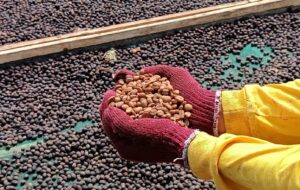 Kopi Argopuro, Kopi Situbondo yang Jadi Primadona Pasar Internasional