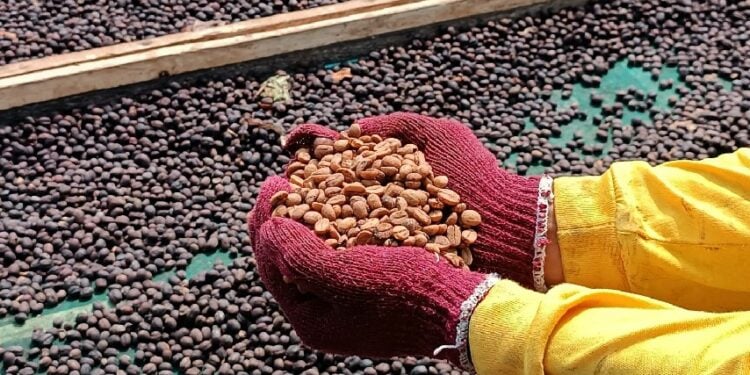 Kopi Argopuro, Kopi Situbondo Primadona Pasar Internasional