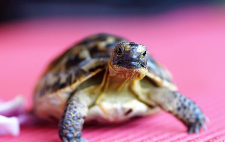 Pelajaran Hidup yang Saya Dapat dari Memelihara Kura-kura