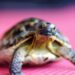 Pelajaran Hidup yang Saya Dapat dari Memelihara Kura-kura