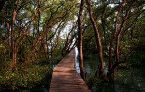 Nestapa Wisata Mangrove di Desa Bedono Kecamatan Sayung Demak: Kurang Promosi Berujung pada Sepi Pengunjung
