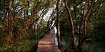 Nestapa Wisata Mangrove di Desa Bedono Kecamatan Sayung Demak, Kurang Promosi hingga Sepi Pengunjung