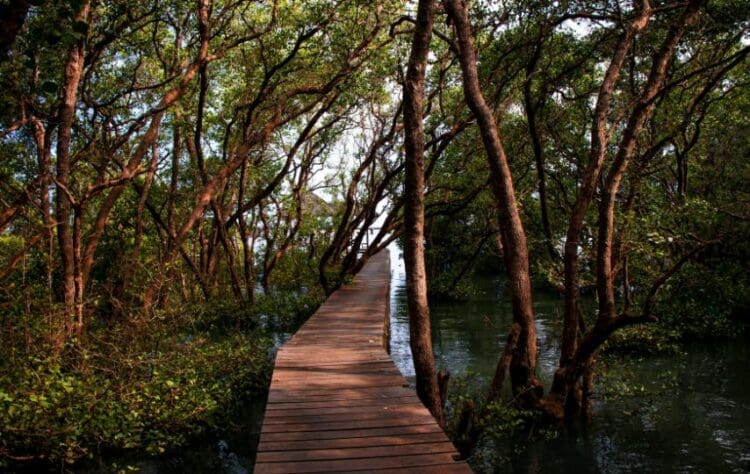 Nestapa Wisata Mangrove di Desa Bedono Kecamatan Sayung Demak, Kurang Promosi hingga Sepi Pengunjung