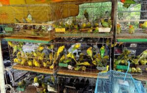Kondisi Pasar Hewan Jatinegara Begitu Mengenaskan: Kandang Sempit, Tempat Kumuh, Ya Tuhan…