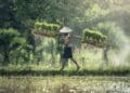Jeritan Petani Sumenep: Krisis Benih Tanaman yang Mengancam Kelangsungan Ekosistem Pertanian