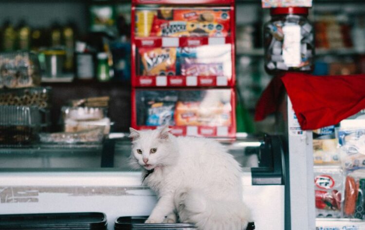 Bisnis Pet Shop Menjamur di Boyolali, Pertumbuhannya Nggak Kalah sama Mixue