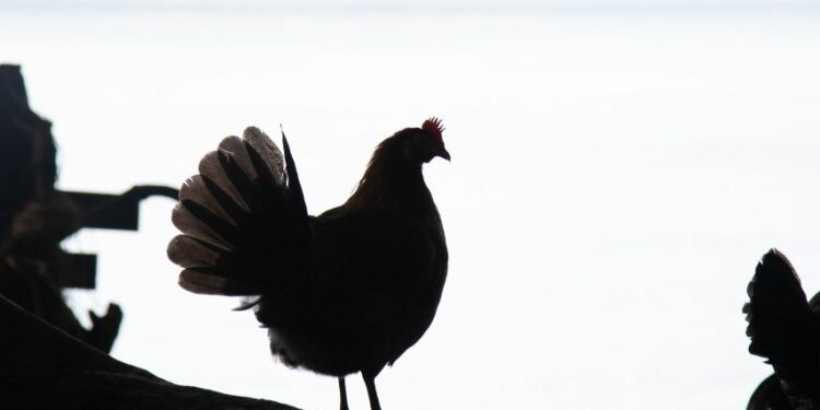Membuang Ayam Hitam ke Sungai Brantas: Ritual Pernikahan di Kediri yang Dipercaya Bisa Menolak Bala